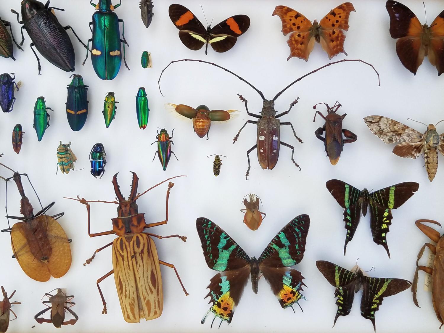 Insect Biodiversity Center to promote insect conservation, healthy
